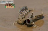 Sundarban Tour Package 2 night 3 days From Kolkata