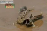 Sundarban Tour Package 2 night 3 days From Kolkata