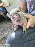 Potbelly baby pigs