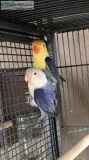 Lovebirds