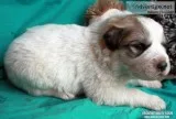 Great Pyrenees Puppies