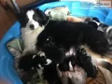 Minature Australian Shepherd