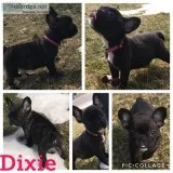 French Bulldog Puppies