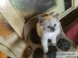 Cutecharming Ragdoll kittens for sale.