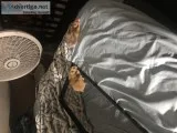 2 male hamsters
