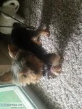 Teacup Yorkie