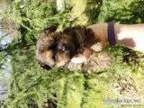 Yorkiepoo pup