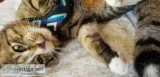 Affectionately loving cat to a good home