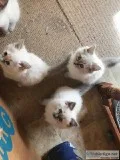 TICA Ragdoll kittens for sale.