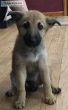 German ShepherdBelgian Malinois Puppies