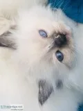One BLUE EYED Tortie Point FEMALE Ragdoll Kitten Left