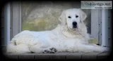 English Cream Golden Retriever Puppies (Ready May 272019)