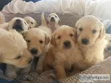 AKc Golden Retriever Puppies