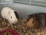 TWO MALE GUINEA PIGS FOR SALE