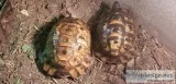 Big Breeder Ibera Greek tortoise pair