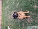 Registered AKC english mastiff male
