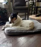Free purebred 6 year old smooth collie