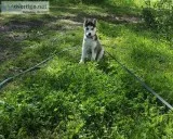 Reg. CKC Siberian Husky puppy