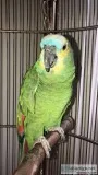 Blue Fronted Amazon