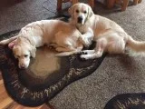 AKC English Golden Puppy