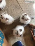 Cute Ragdoll kittens for sale.
