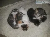 2 kittens