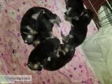 AKC Lab Puppies