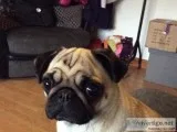 MF pug puppies text 832 510 0096