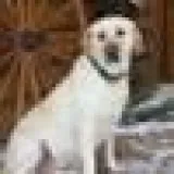 English Labradore Puppies