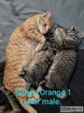 Rehoming 2 one year old cats and 2 kittens