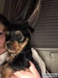 Tea Cup Yorkshire Terrier Puppies