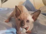8 Gorgeous Pedigree Sphynx Kittens ready