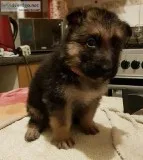 rehoming german shepard