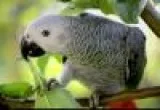 Dna tested Pair Of African Grey Parrots Needing Their New Homes