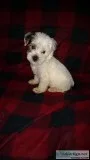 Male parti colored yorkie puppy
