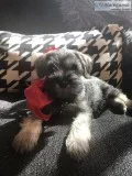 Mini Schnauzer puppies for sale AKC registered