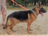 Adult German Shepherds AKC.