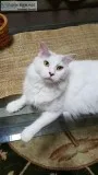 Angora Cat