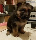 German Shepard Pup
