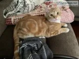 TWO CATS (LESS THAN 1 YR OLD) TO A GOOD HOME WITH SUPPLIES