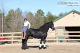 Horse for sale 