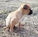 Well Trained GuardPet Bullmastiff puppies for Sale