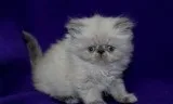 Persian Kittens Available