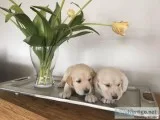 Golden Retriever Puppies