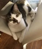 Free Tabby Male Cat