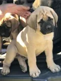 Bullmastiff Puppies For Sale
