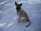 Dutch Shepherd