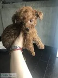 Tiny Toy Teddy Poodle