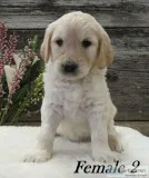 Standard F1 Goldendoodles Available