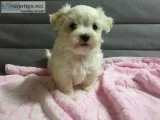 Tiny adorable Maltese puppies